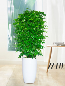 海曙盆景租摆设计 海曙盆景租摆设计