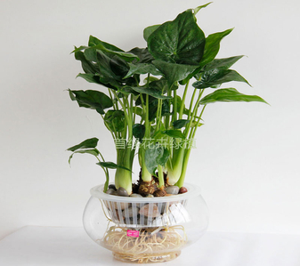 实惠来袭！宁波海曙绿植出租，焕新你的生活空间！