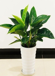 宁波海曙盆景出租,定制专属的绿色方案><div class=